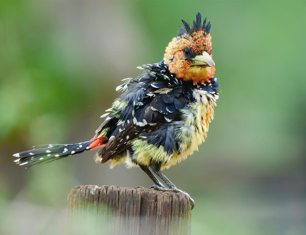 Crested Barbet