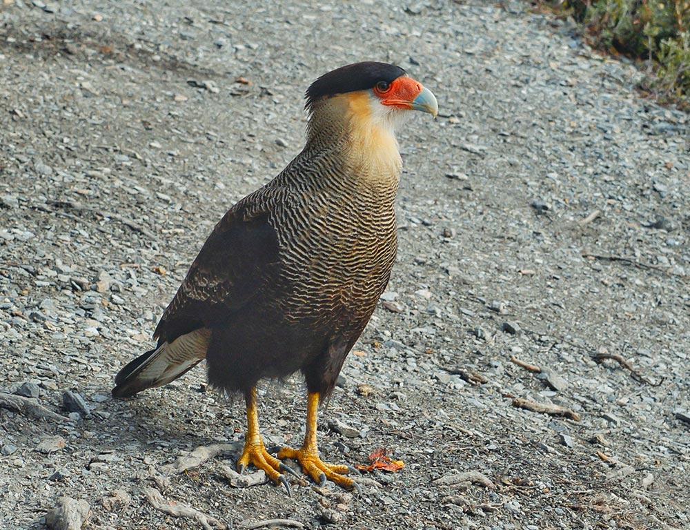 Crested Caracara