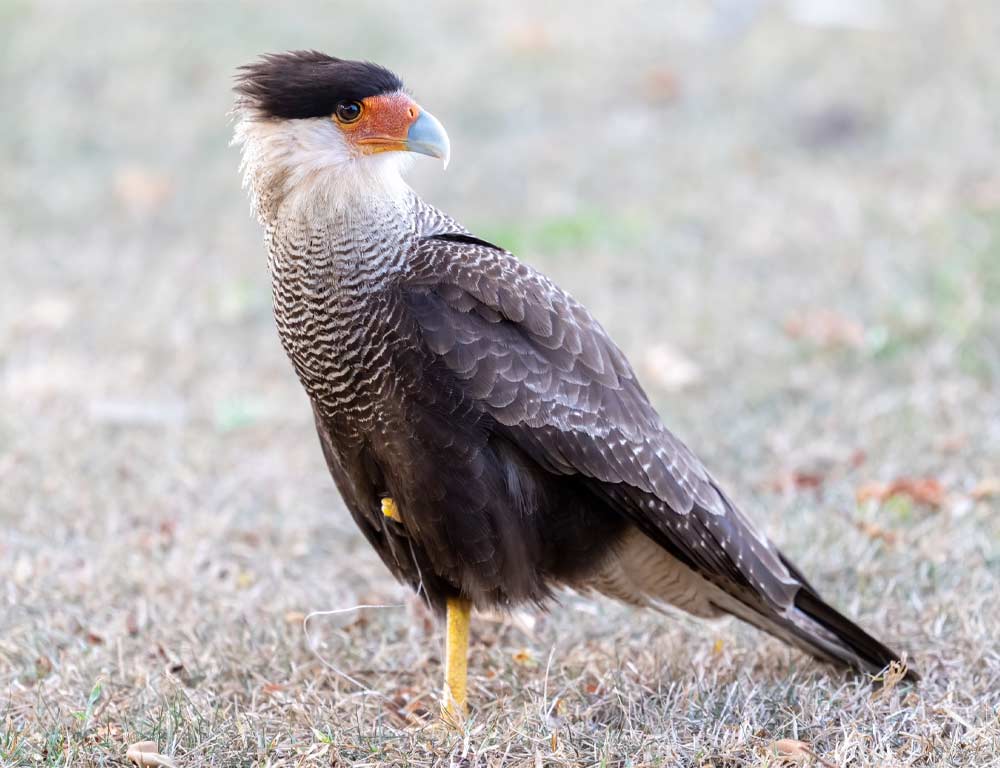 Crested Caracara