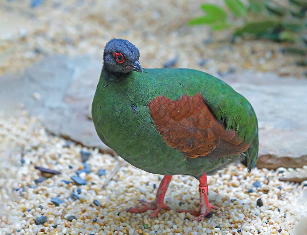 Crested Partridge