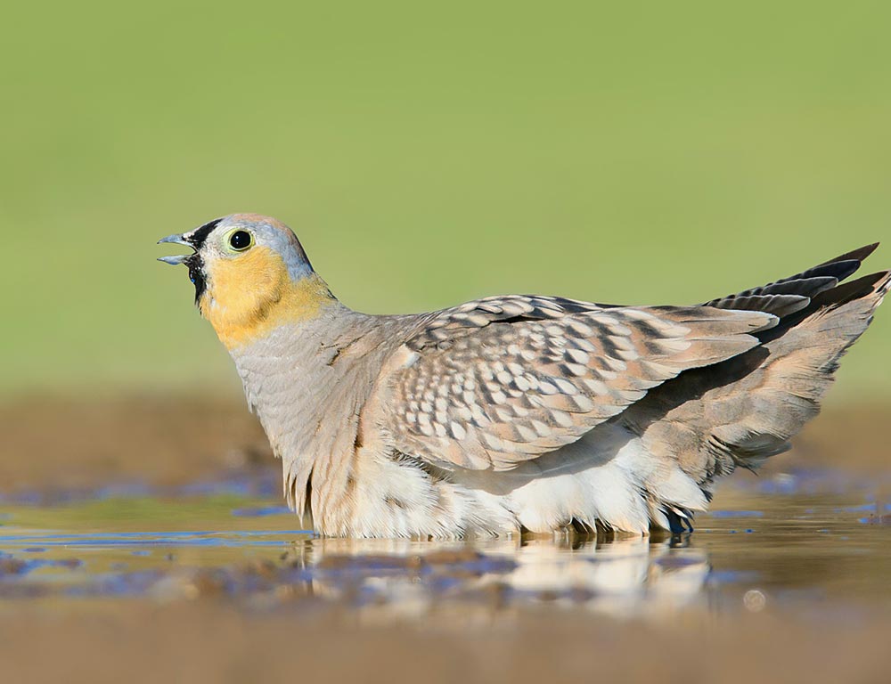 Crowned Sandgrouse