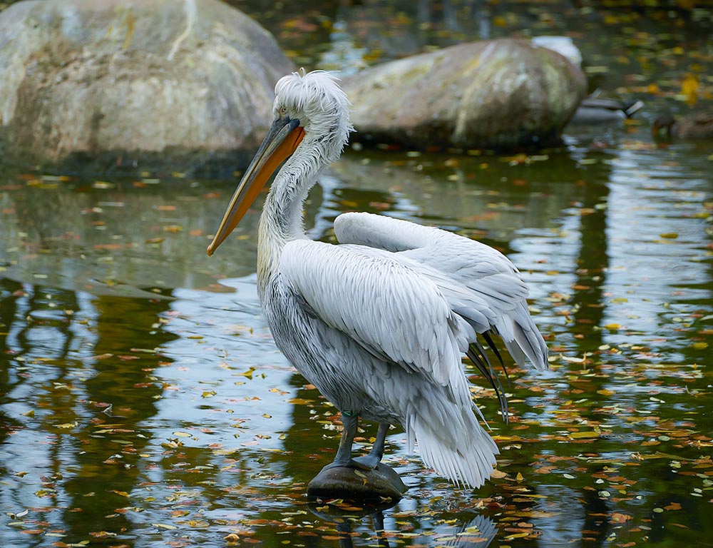 Dalmatian Pelican