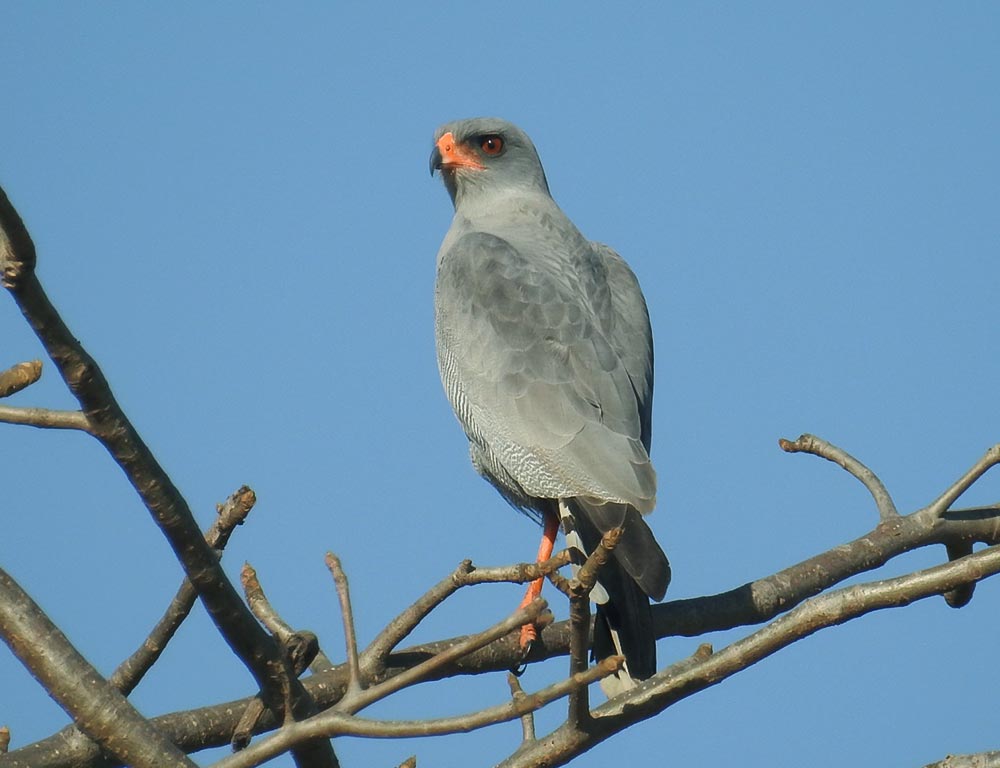 Dark Chanting Goshawk