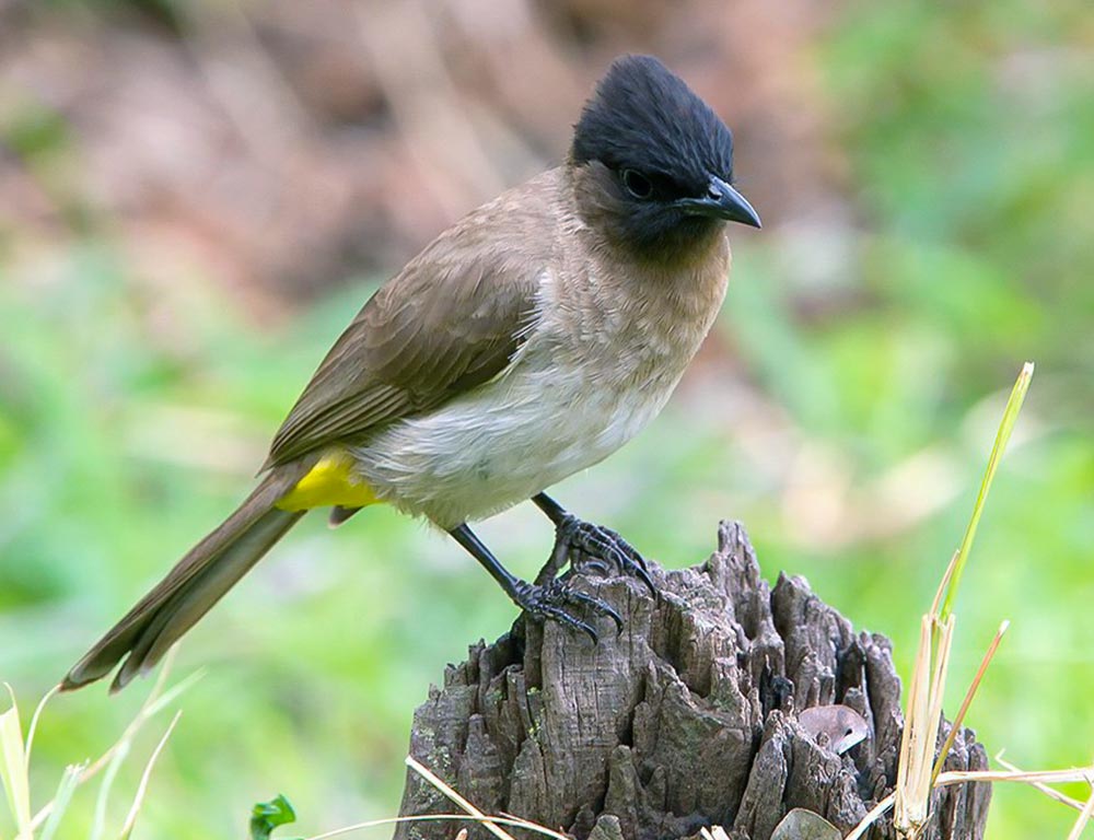 Dark-capped Bulbul