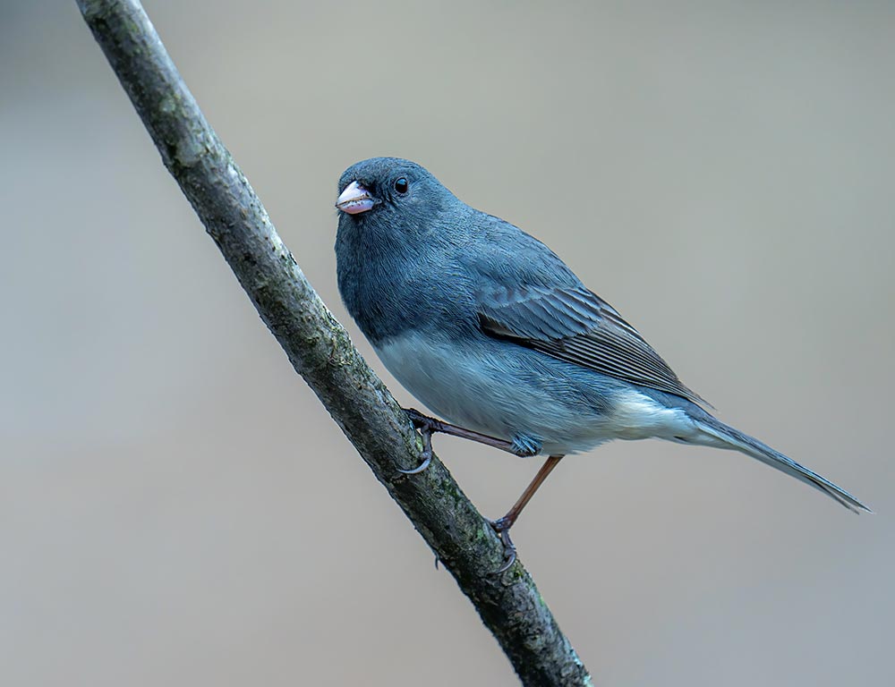 Dark-eyed Junco