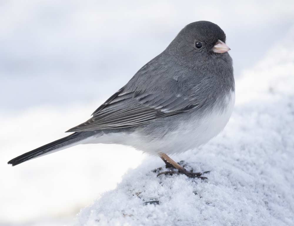 Dark-eyed Junco