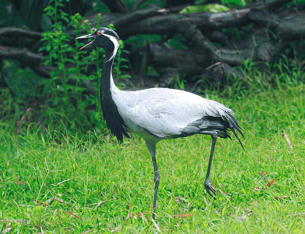 Demoiselle Crane