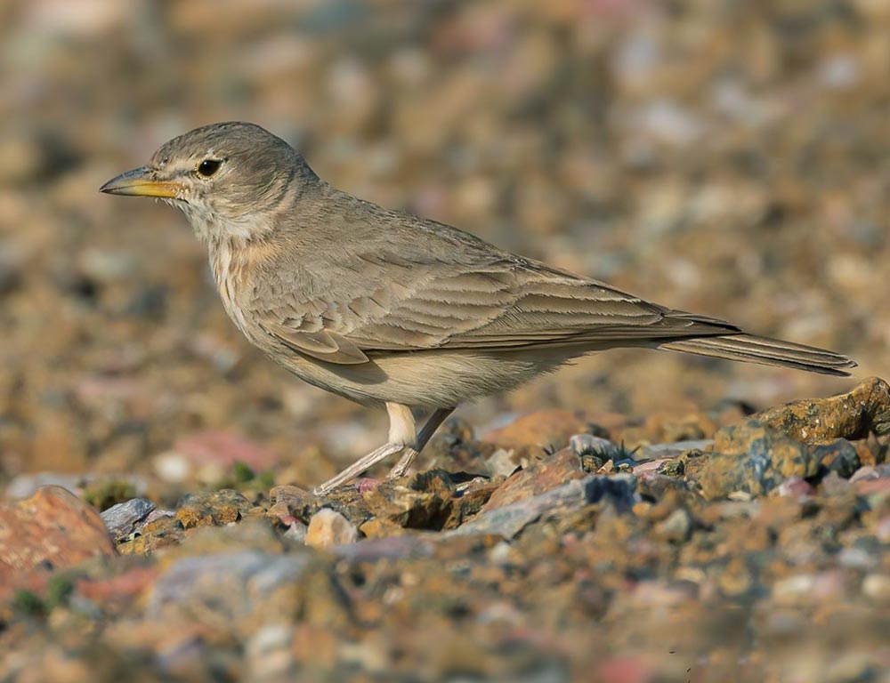 Desert Lark