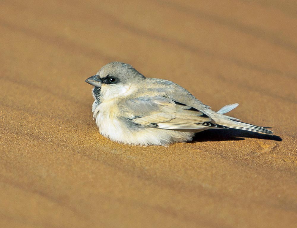 Desert Sparrow