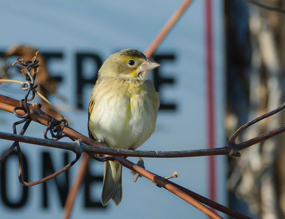 Dickcissel