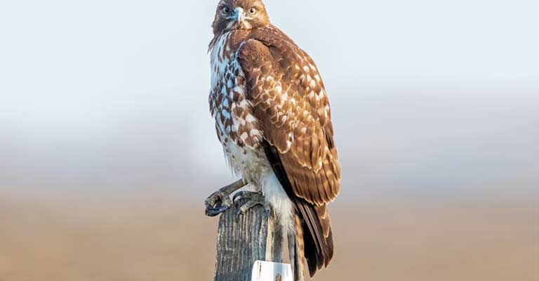 Distinctive Red Tail