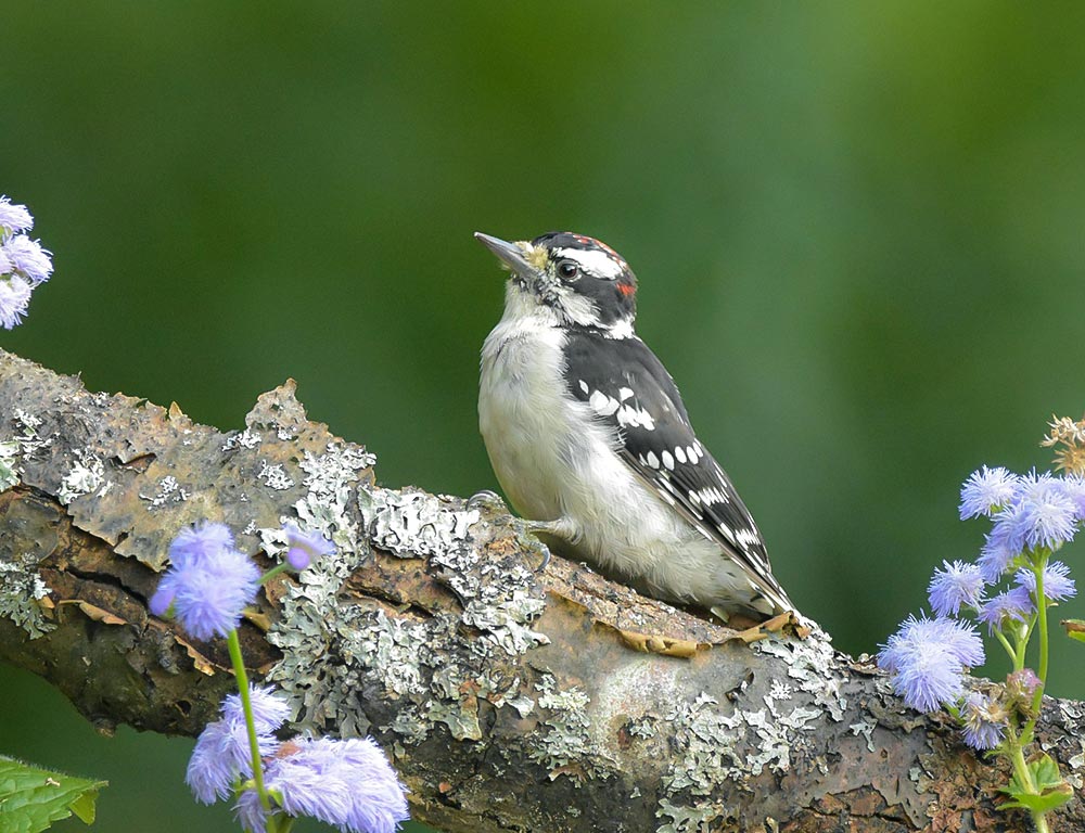 Downy Woodpecker