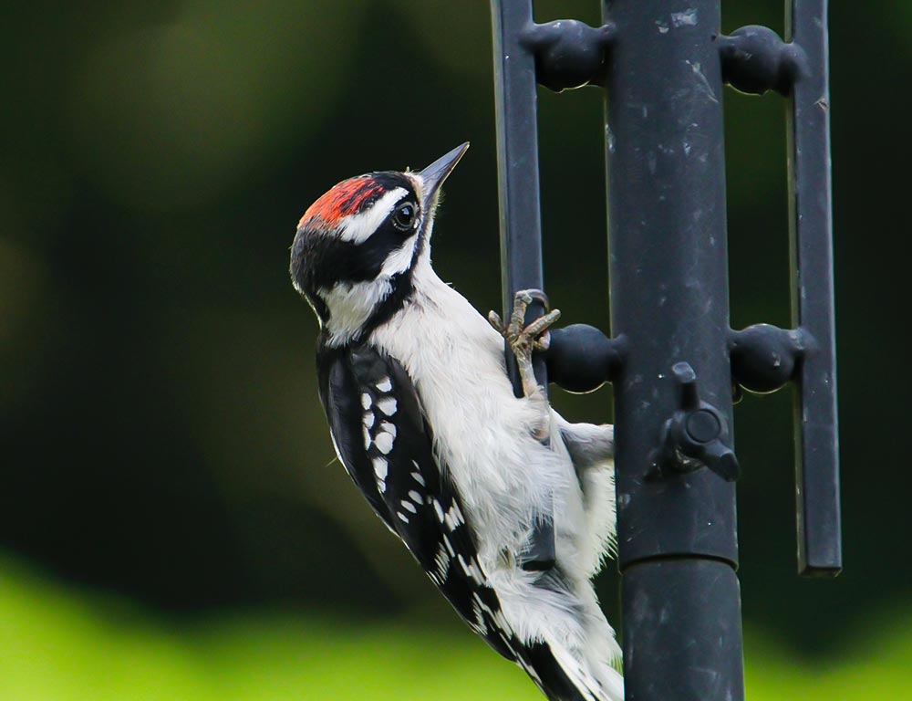 Downy Woodpecker