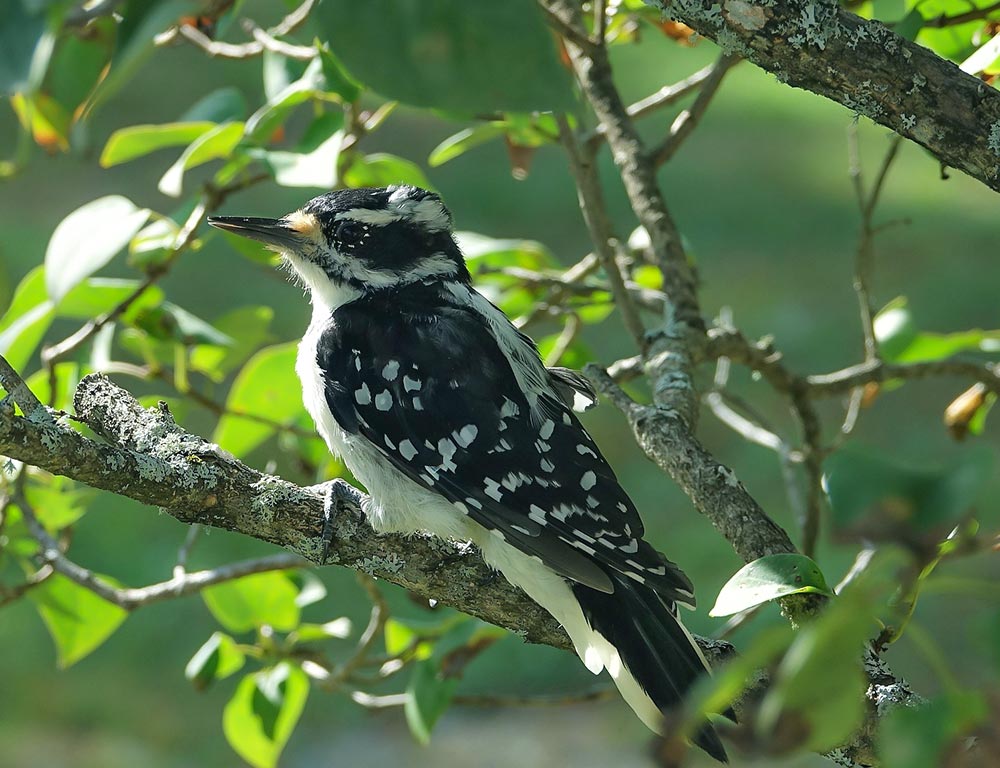 Downy Woodpecker