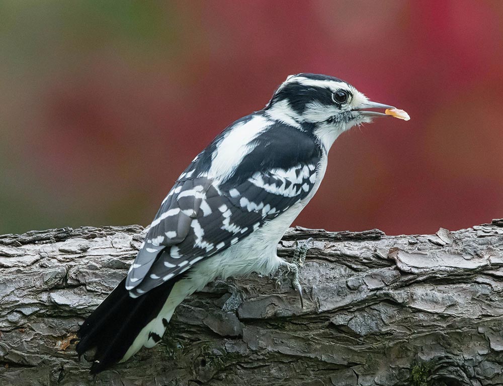 Downy Woodpecker