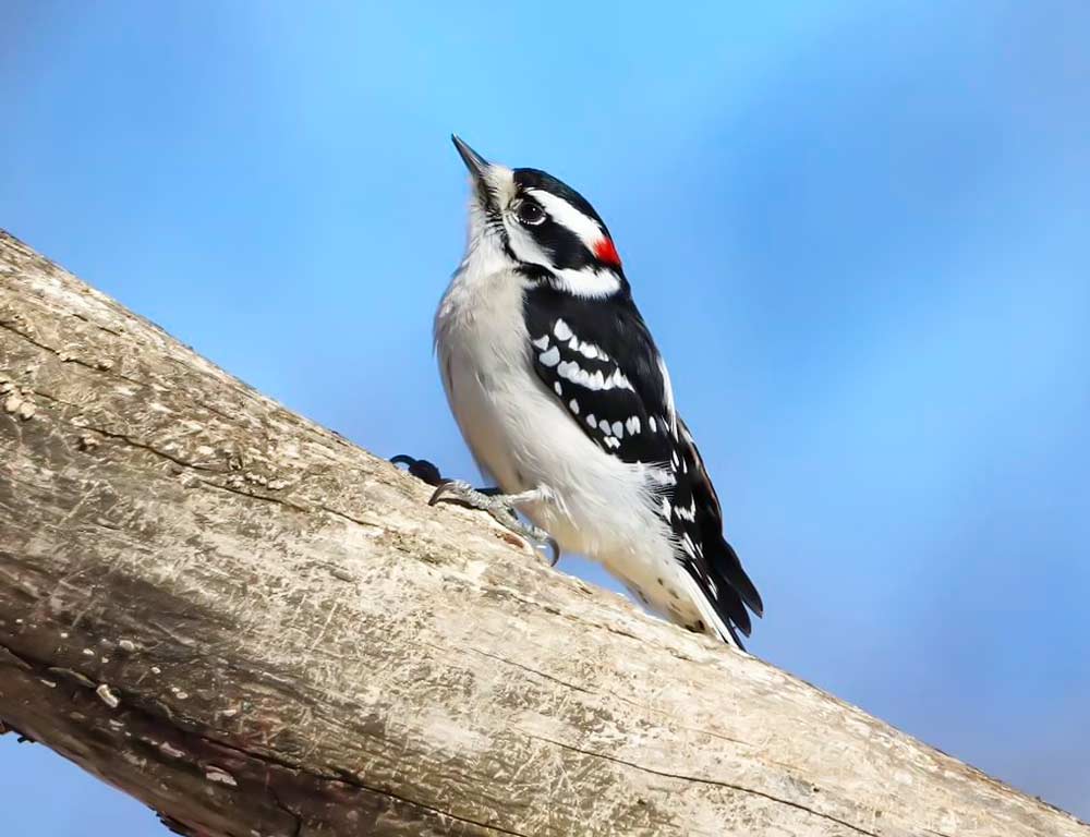 Downy Woodpecker