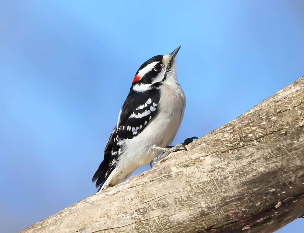 Downy Woodpecker