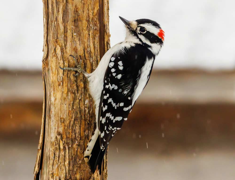 Downy Woodpecker