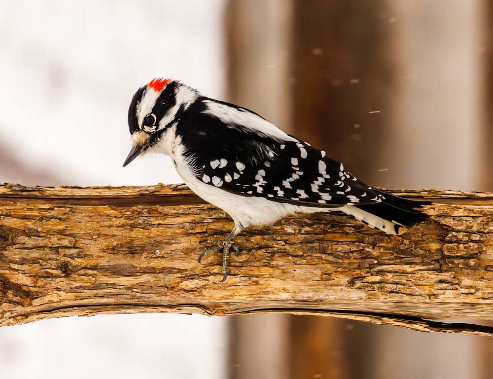 Downy Woodpecker