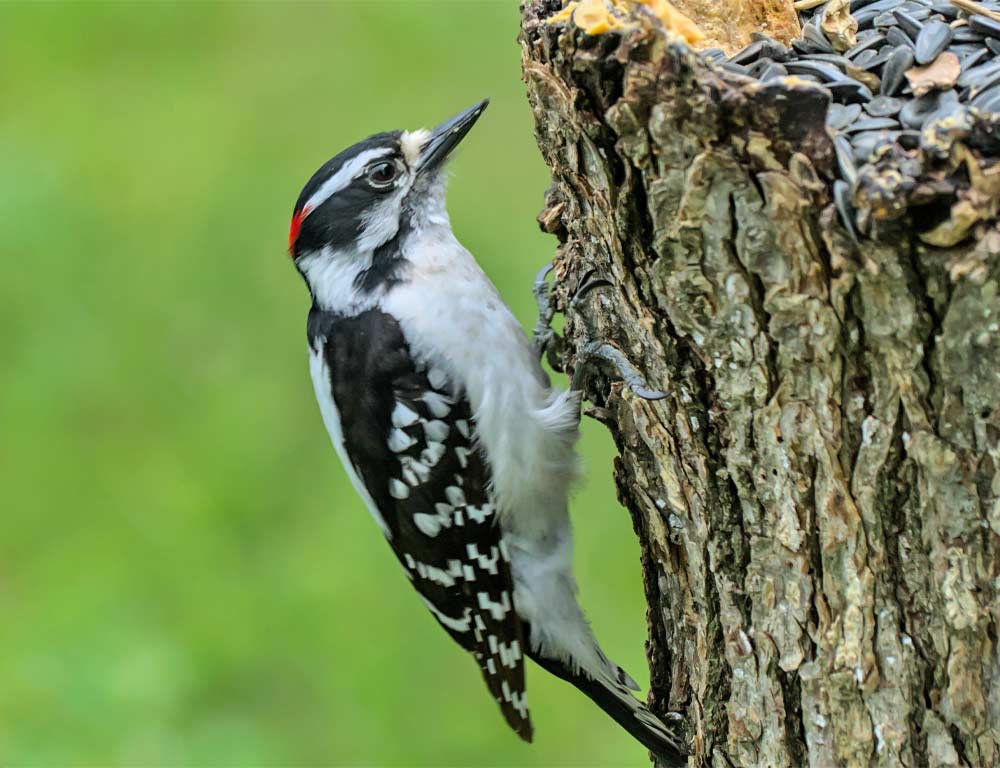 Downy Woodpecker