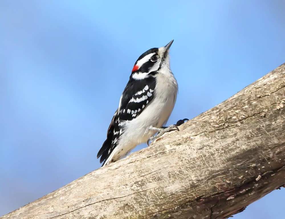 Downy Woodpecker