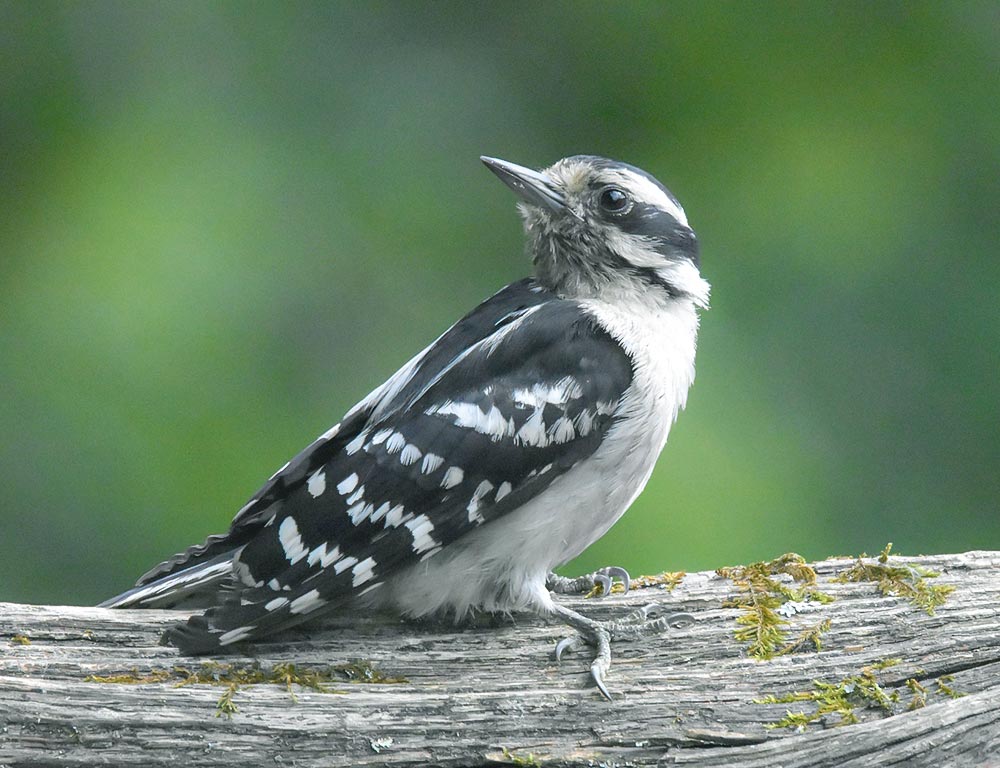 Downy Woodpecker