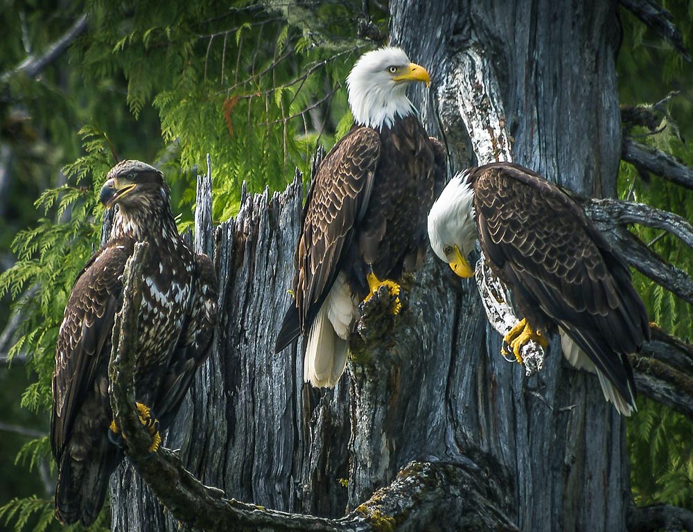 Eagles in California