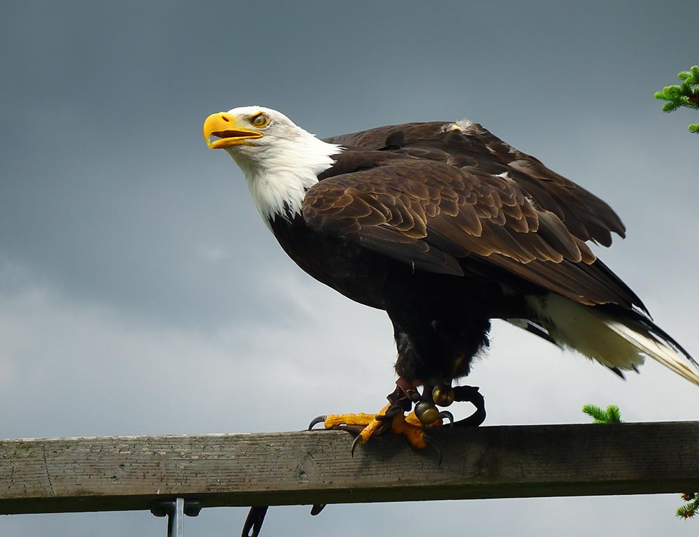 Eagles in Georgia