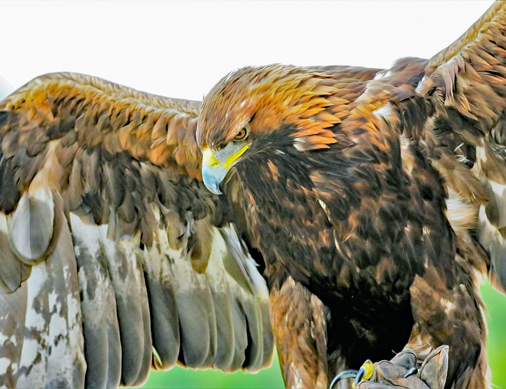 Eagles in North Carolina