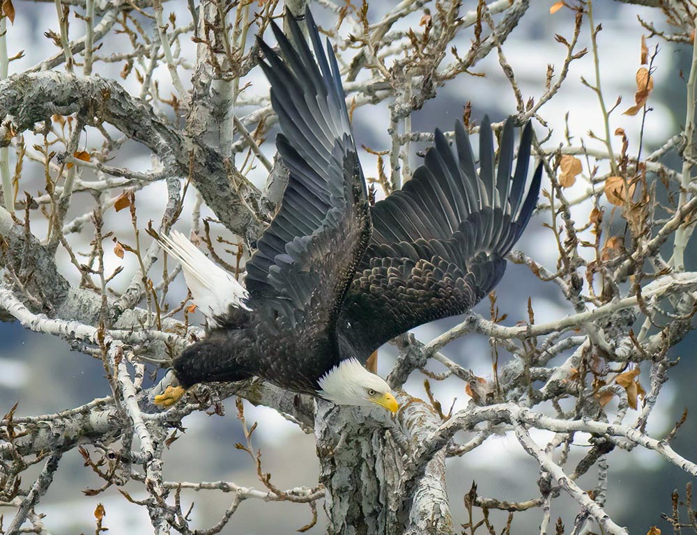 Eagles in Ohio