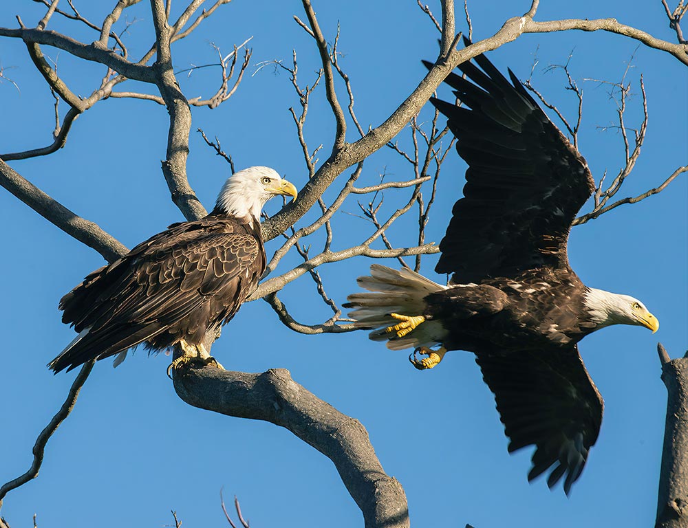 Eagles in The UK