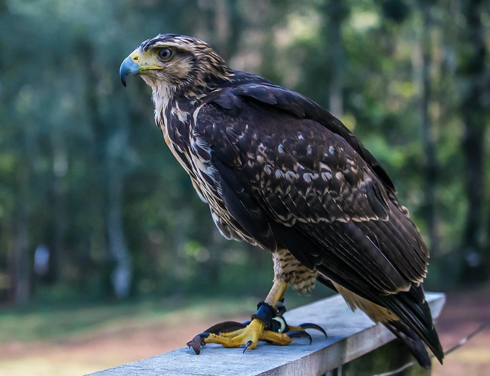 Eagles in Virginia