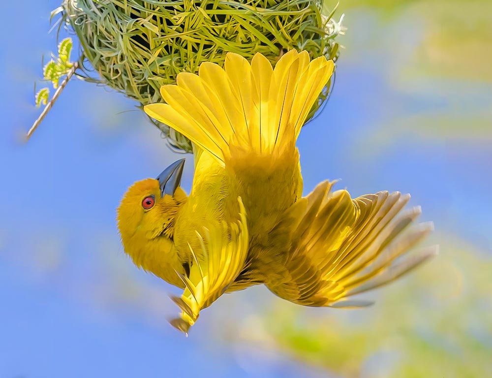 Eastern Golden (Yellow) Weaver
