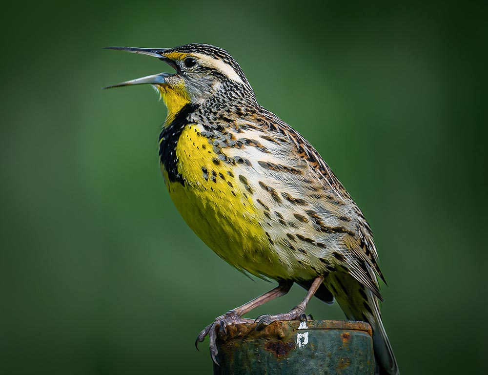 Eastern Meadowlark