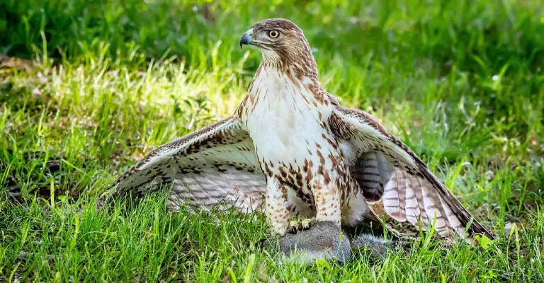 Eastern Red-Tailed Hawk