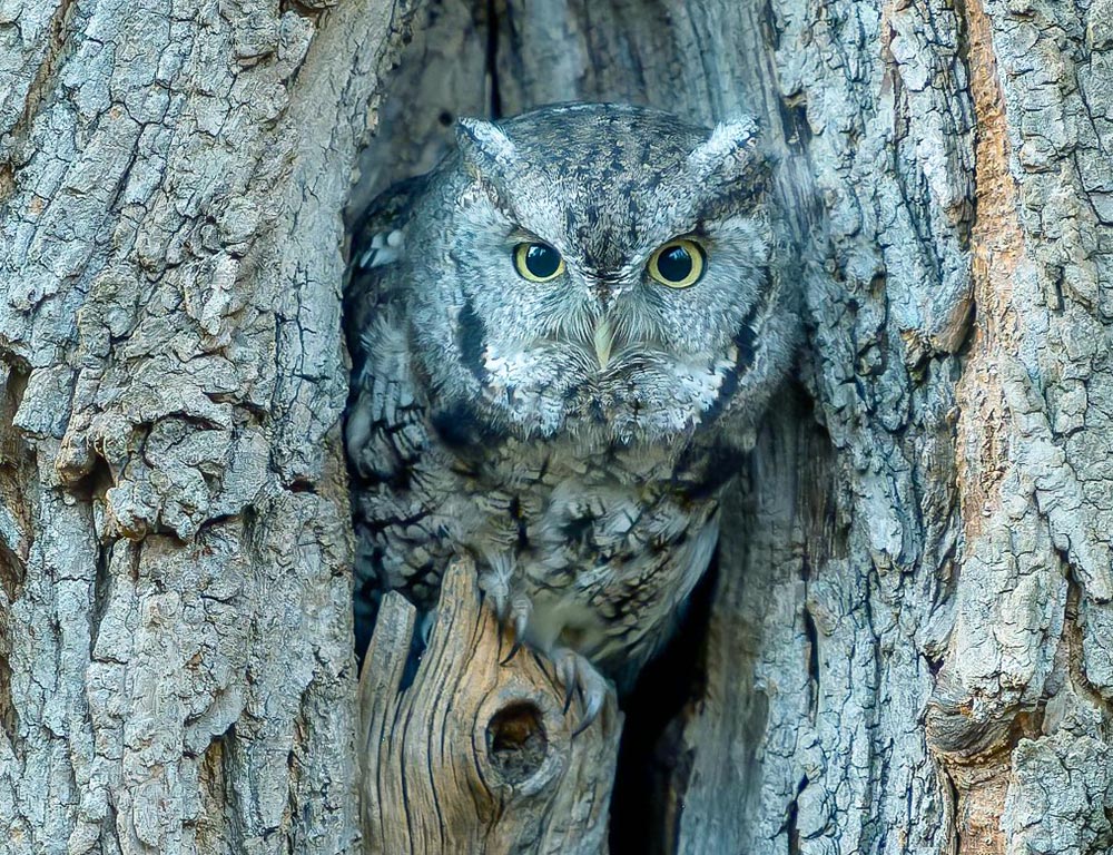 Eastern Screech-Owl