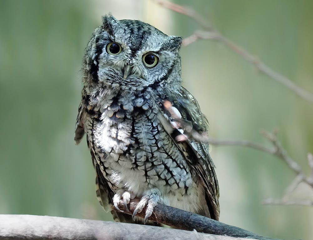 Eastern Screech Owl