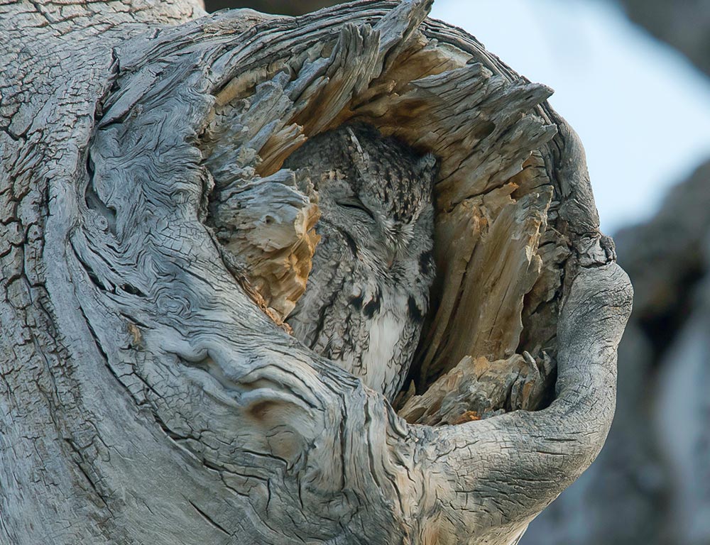 Eastern Screech Owl