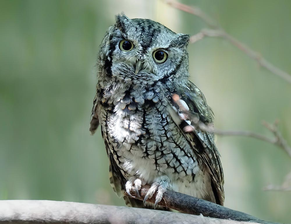 Eastern Screech Owl