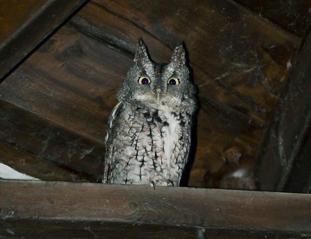 Eastern Screech Owl