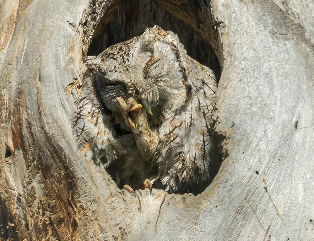 Eastern Screech Owl