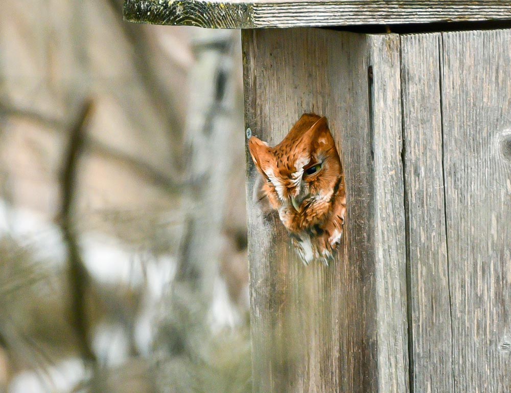 Eastern Screech Owl