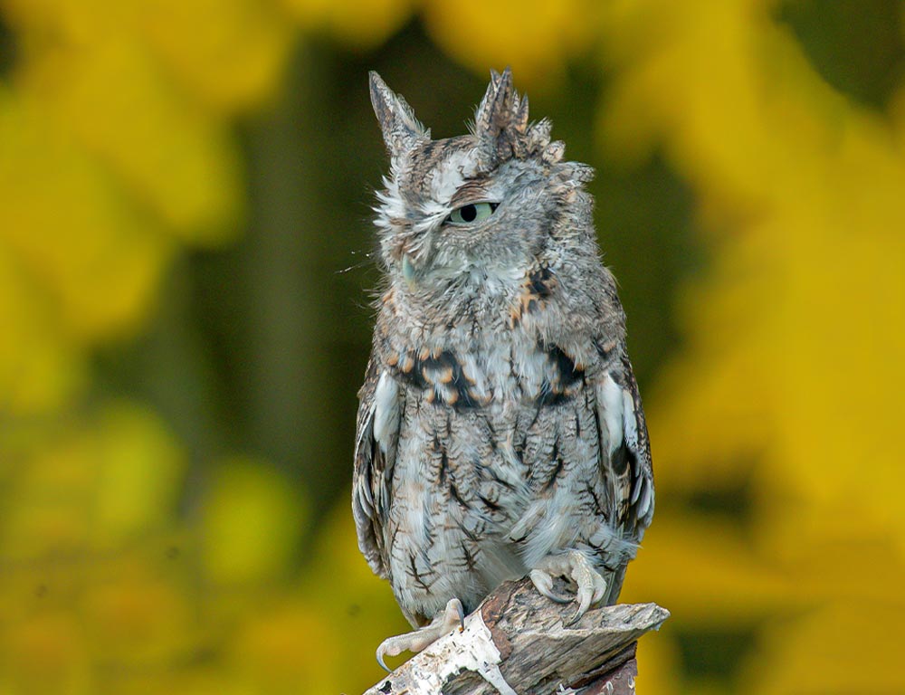 Eastern Screech Owl