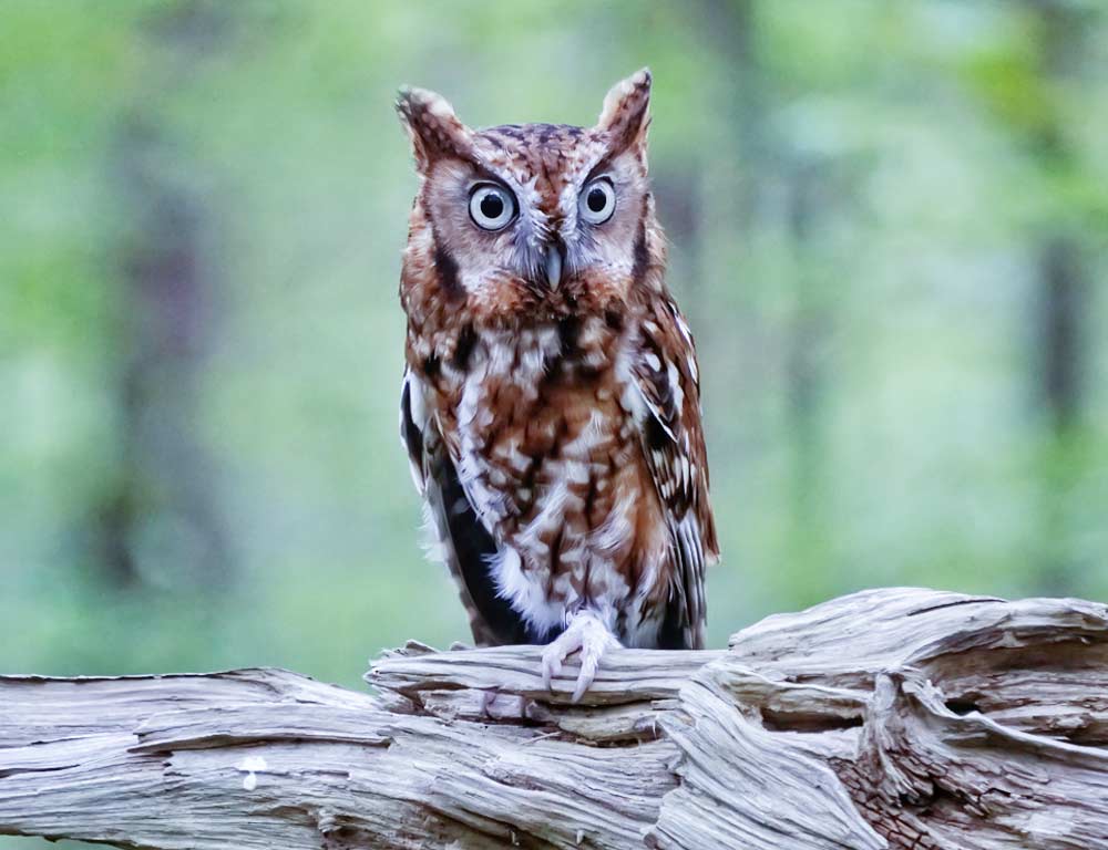 Eastern Screech Owl