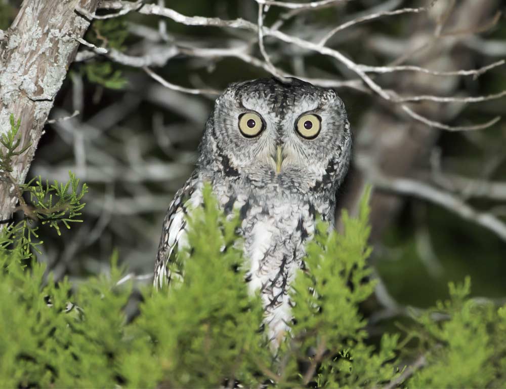 Eastern Screech Owl