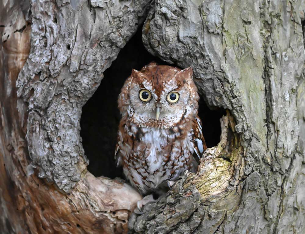 Eastern Screech Owl