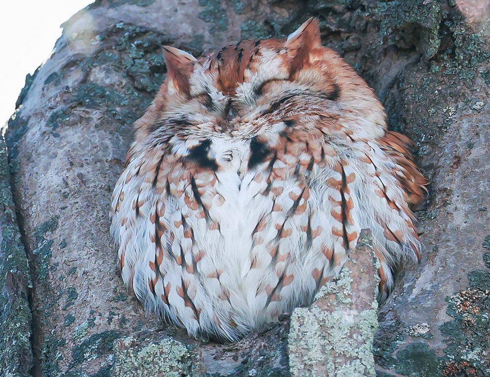 Eastern Screech Owl