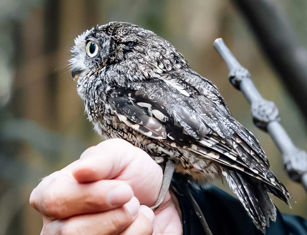 Eastern Screech Owl