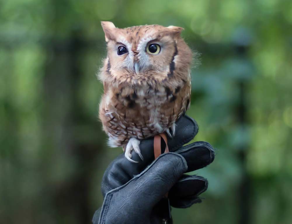 Eastern Screech Owl