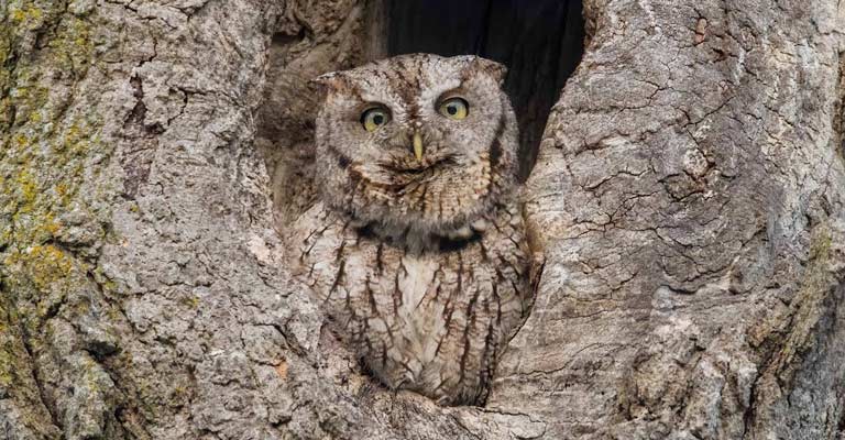 Eastern Screech Owl Life History